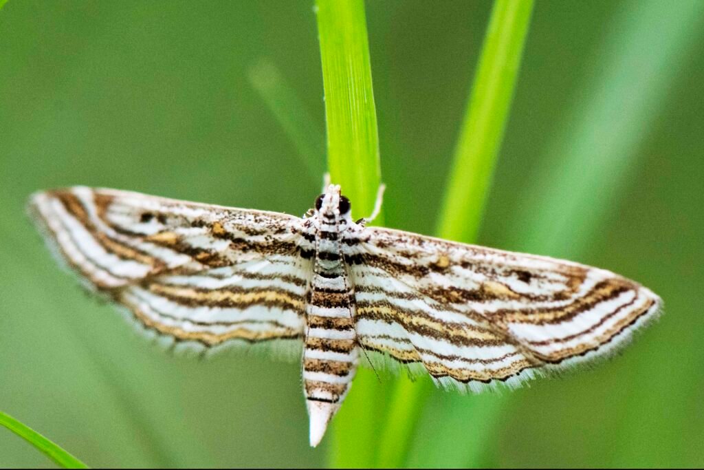 Beautiful Moths