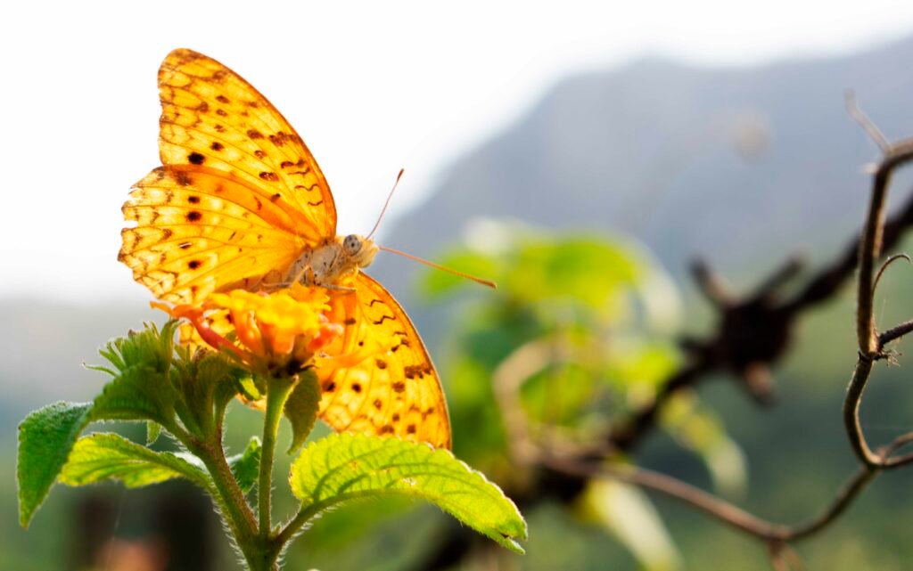 Creating a Butterfly Garden