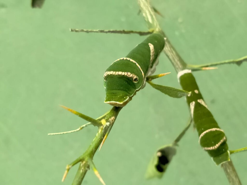 Interesting Facts About Caterpillars