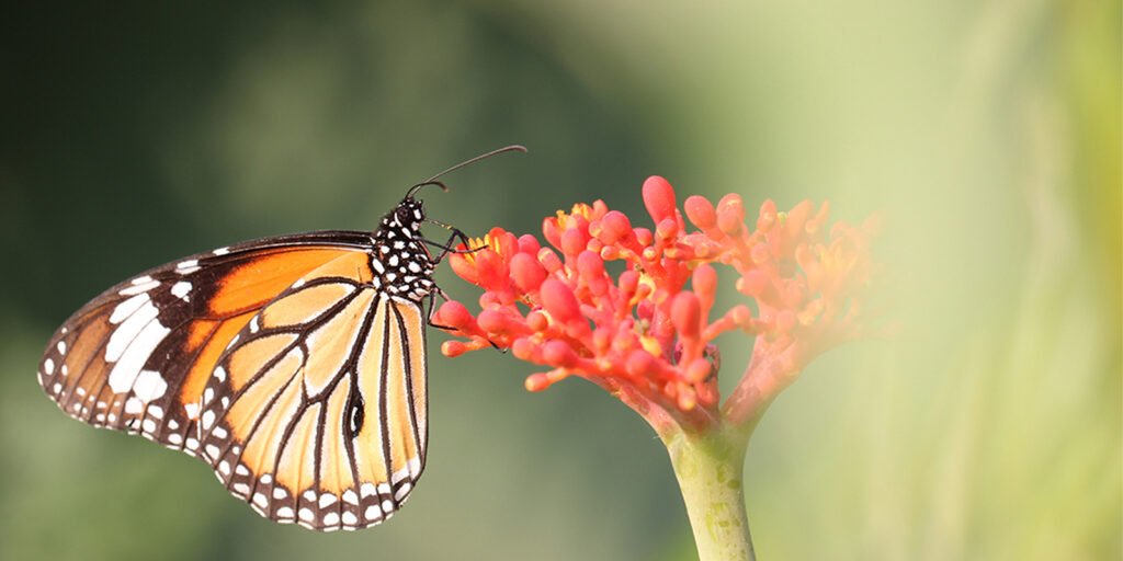 Insect Pollination in Flowering Plants