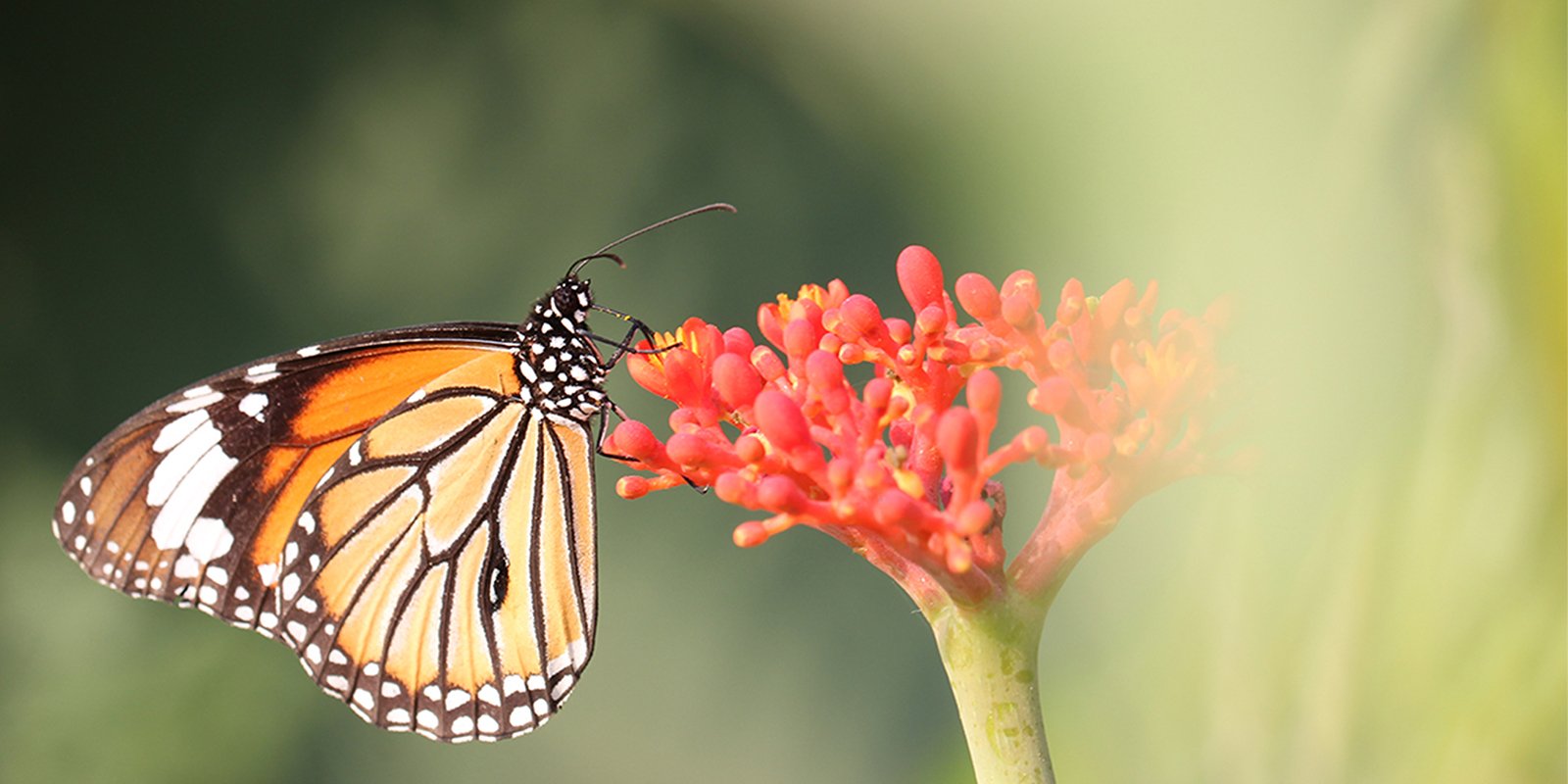 Insect Pollination in Flowering Plants