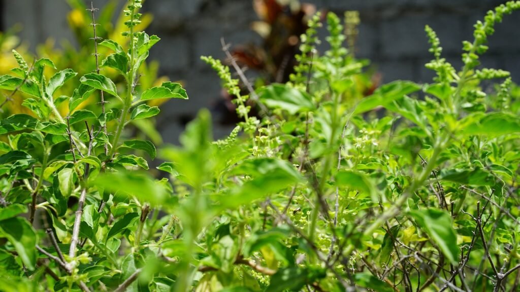 holy basil, tulsi plant, tulsi-5324875.jpg