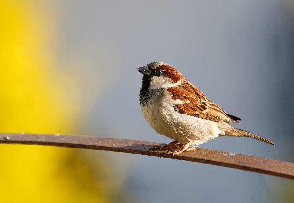 sparrows