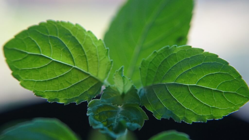 tulsi leaves, holy basil, herb-7285715.jpg