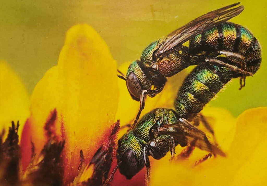 World of Wasps