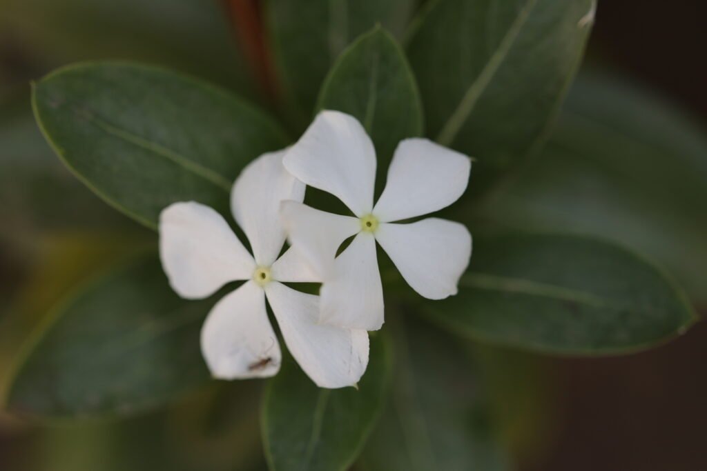 Sadabahar phool